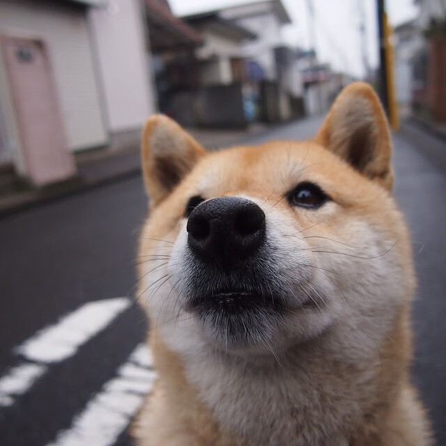 西甲冠军悬念：皇马挑战巴萨的终极对决，西甲皇马对巴萨比赛视频