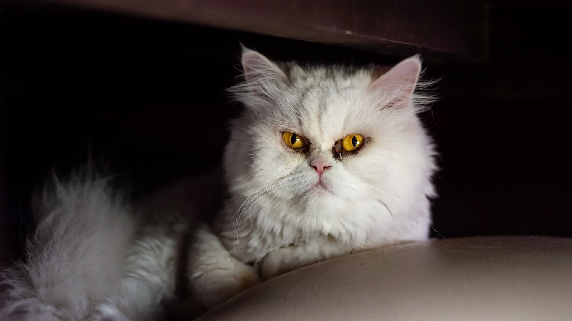 2025轻艇马拉松：湖上竞技显英姿，赛艇马拉松