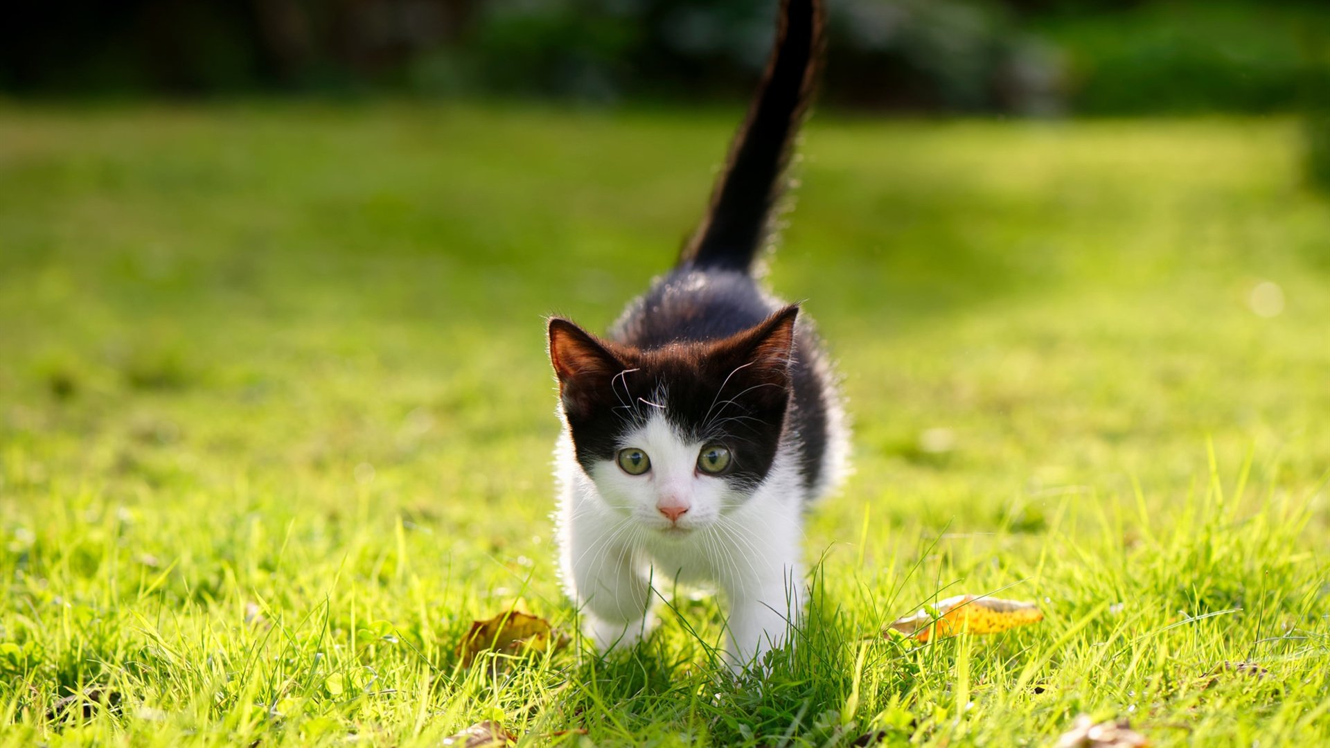 开云娱乐-“天府新区沙滩手球赛：运动员挑战极限速度”