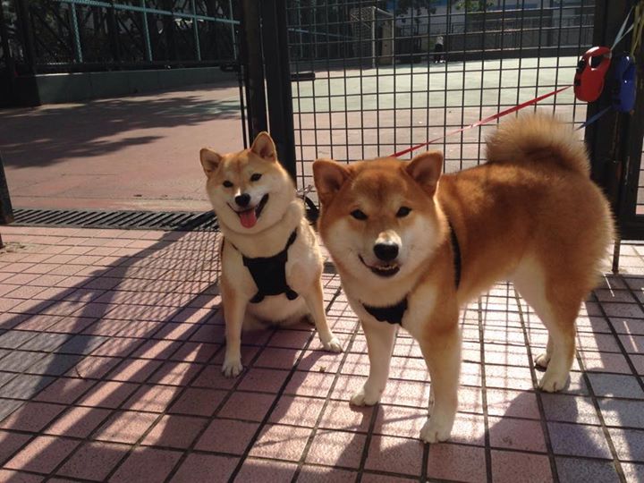 “汤姆·佩顿短距离自由泳再创佳绩，迈向国际舞台”