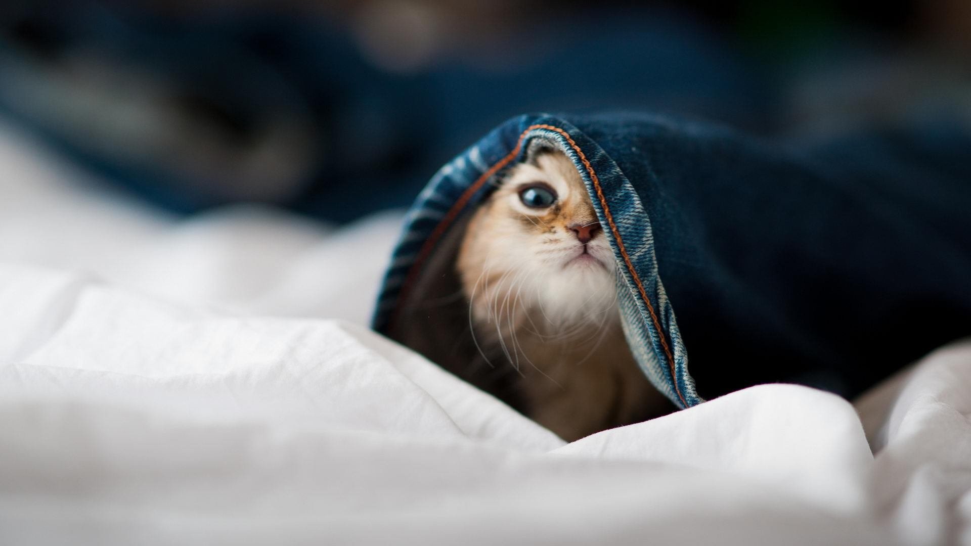 Kaiyun(中国)开云-亚冠联赛中国足球惨败 球迷期待教练调整，亚冠足协