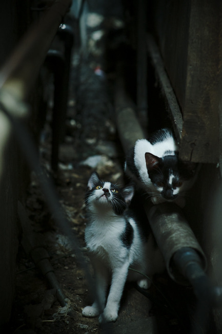 kaiyun体育app-北京鸭小将突破能力增强为球队注入活力，北京鸭是哪个篮球队