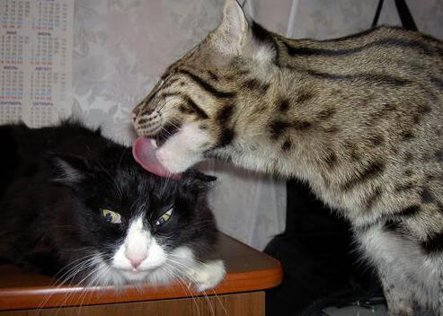 现代技术改变乒乓球发球与接球战术，研究乒乓球的接发球技术