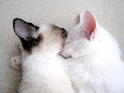 开云体育APP下载-国际足球赛事线上直播突破，互动体验更丰富，国际足球赛场节目